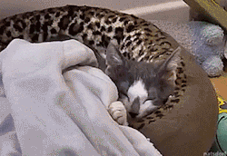 thenatsdorf: Sleeping kitten surprise. [full video]