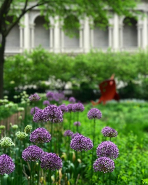 Allium in bloom before the arches of the @artinstitutechi #Chicago #allium #green #flowers #purple #