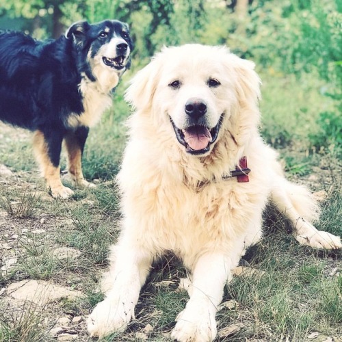 Two-thirds of the working crew. #bellalunafarm #ziggy #riley #greatpyrenees #australianshepherd #liv