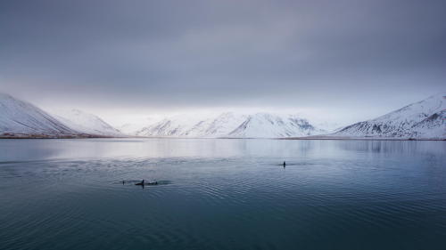 Orcas in Kolgrafafjörðu ➾ ©