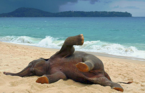 fahbulus:sixpenceee:A baby elephant’s first time on the beach!I NEED ONE