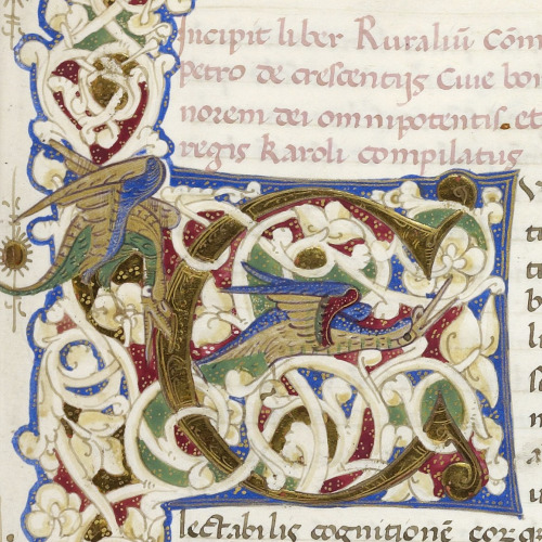 Some intricate decorative details from fol. 7r of LJS 265, a 15C Italian work on agriculture.Manuscr