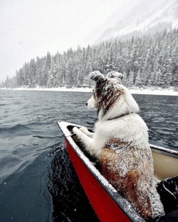 awwww-cute:  He’s spotting icebergs (Source: