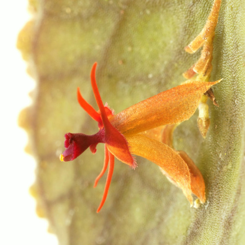 Lepanthes tentaculata Luer &amp; Hirtz