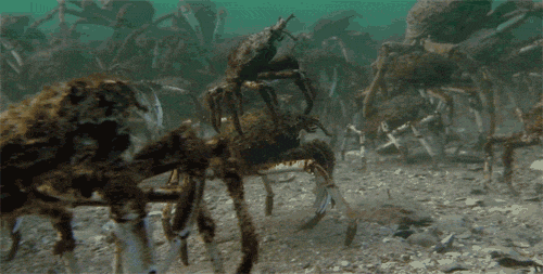 dominicsellie:  eatthekidsfirst:  animals-riding-animals:  crab riding crab  TO BATTLE