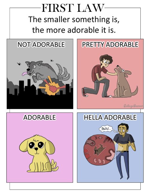 forlackofabettercomic:collegehumor:An acute guide to cutenessFinish reading The 6 Laws of Adorabilit