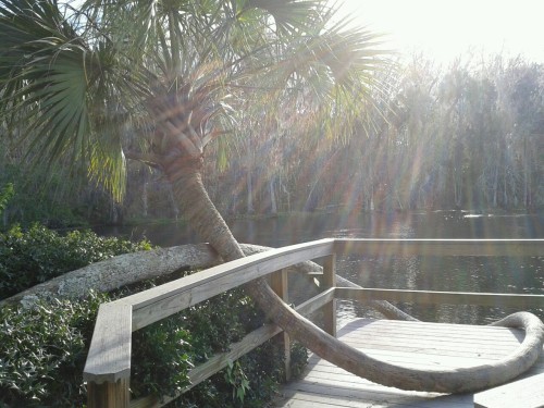 stilesisbiles:shiraglassman:Lazy cabbage palm, Silver Springs, FloridaI miss Florida.