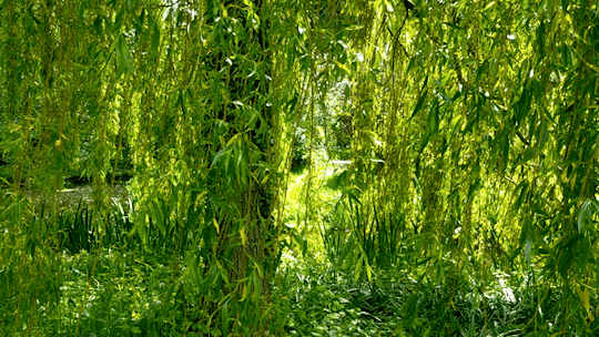 Gardens of Loenersloot Castle, Loenersloot, Utrecht, The Netherlands #Nature#Forest#Woods#Tree#Plant#Greene#Spring#Willow#Willow Tree#Countryside#Garden#Gardencore#Cottagecore#Grandmacore#Naturecore#Springcore