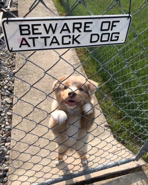 Porn photo endless-puppies:  Absolutely terrifying! 