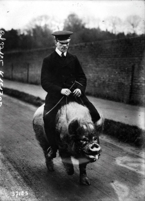 man moving on an adult pig, 1914.