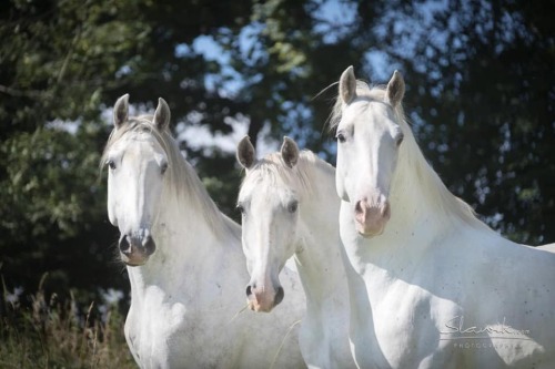 scarlettjane22:LipizzanersHerrnsheimer Mühle