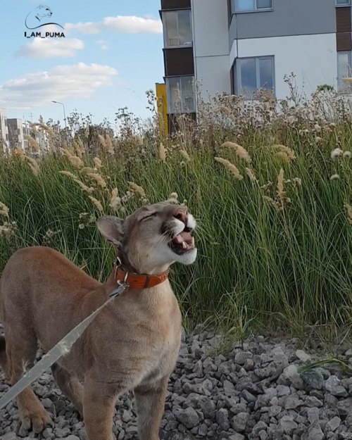 is-the-owl-vid-cute:pet-related-peeves:awesome-picz:Rescue Puma Can’t Be Released Into The Wild, Liv