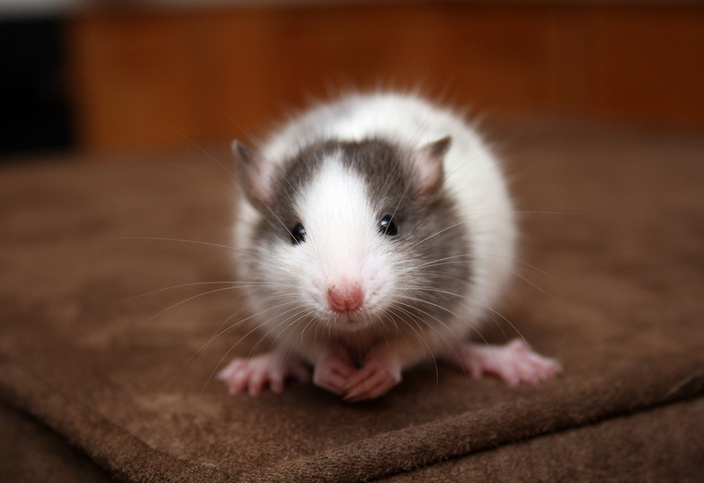 roseofrodents:  Teddy (1, 2 &amp; 3) by Melissa Crosby on Flickr. 