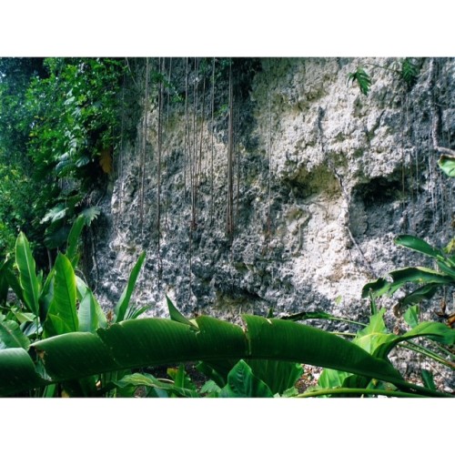 roseeads: Jungle Jurassic Park vibes #jungle #jurassicpark #jungle #coral #rock #explore #travel #tr