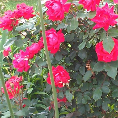 “Painting the roses red.” #red #beautiful #redroses #naturesbeauty #vibrant #roses #natu