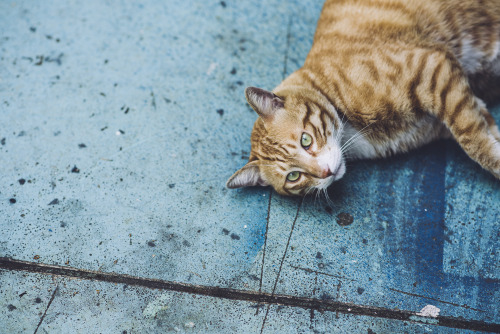 boschintegral: boohwanj: Lovely Cat, Jerry^^ @mostlycatsmostly