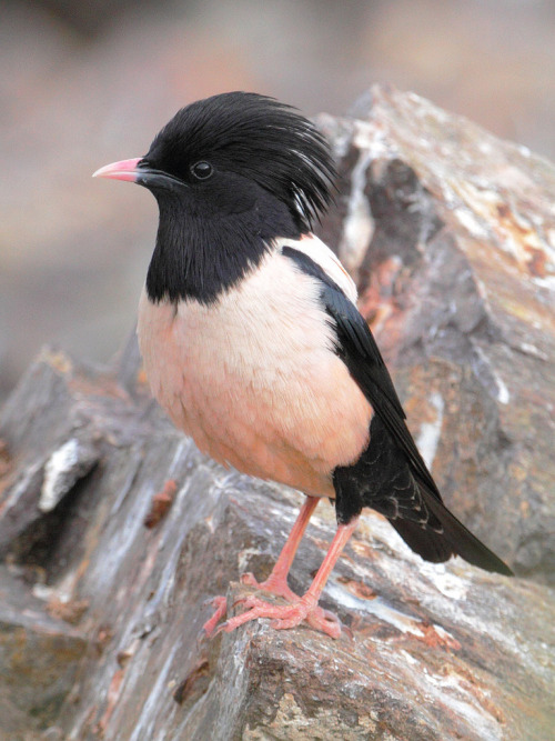 Rosy Starling (Pastor roseus) &gt;&gt;by Elena Shnayder