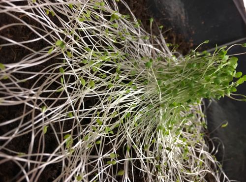 We Grew Some Cress In Box With A Lid On It, That Had One Small Hole For Light. The Result: A Beautiful