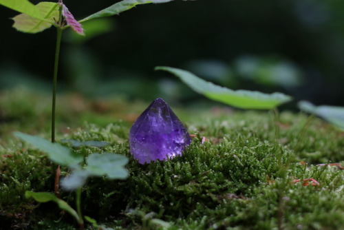 90377:Amethyst forest.tumblr | Instagram | Etsy Shop