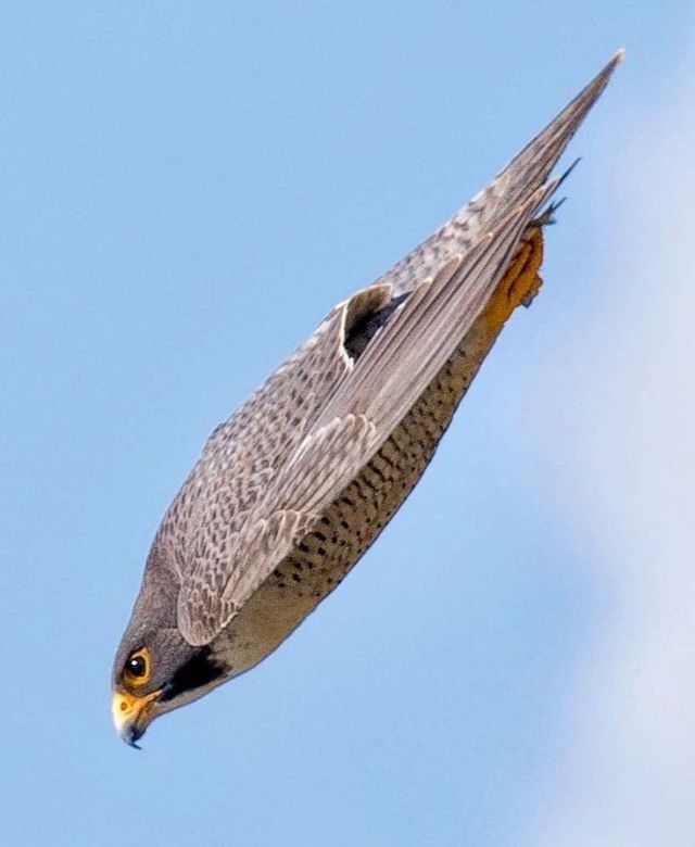 A peregrine falcon diving. It's shaped like a bullet, its wings tucked into its sides and its talons held flat beneath its tail.