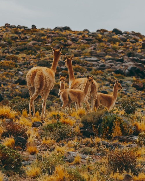 A family of Guanaco in Chile’s Atacama Desert.  Guanaco are the parent species to llamas. Their babi