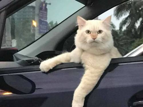 catsbeaversandducks: “Ever heard of turn signal, hooman?” Via Cyberjaya Community