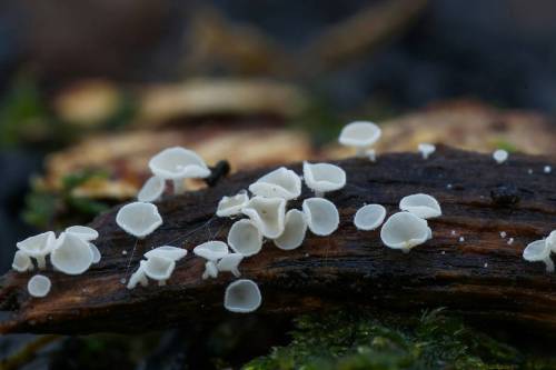 Vinter-frynseskive Lat: Lachnum impudicum Please help me collect your local name for this mushroom. 