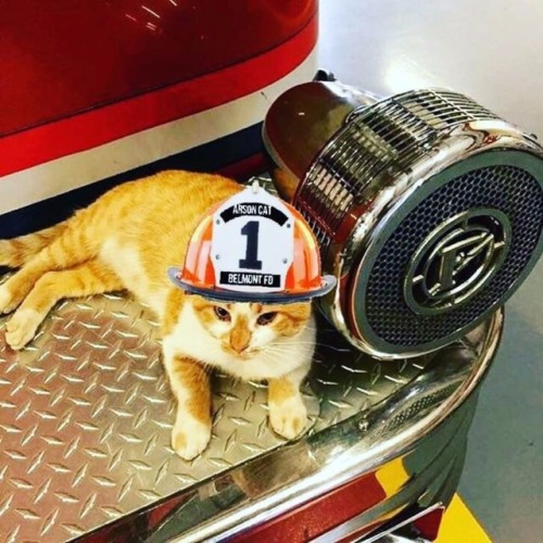 Gatos y Bomberos&hellip;..Hermosa Relación 