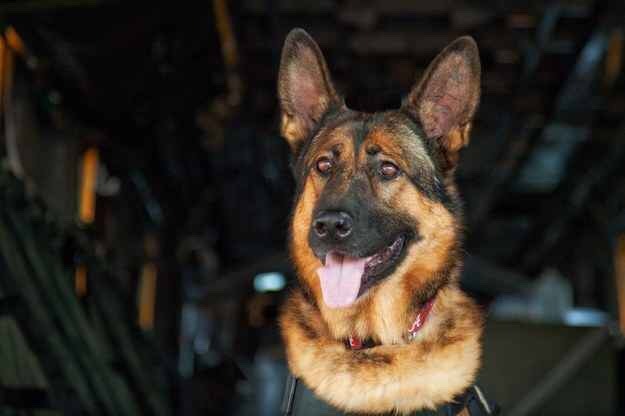 corgis-everywhere:  In honor of Veteran’s Day, meet Lucca,  an amputee veteran