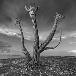 lysmagicsalvation:  f-l-e-u-r-d-e-l-y-s:  Surreal Photo Manipulation By Photographer Dariusz Klimczak Polish photographer Dariusz Klimczak composes dreamlike landscapes that hypnotize with their surprise and weirdness. The photographer’s digital photo