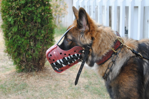 pawsitivelypowerful:Okay, last set of pictures! I had to get some in better lighting, and his red sc