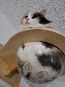 yoomsthefool:yoomsthefool:i spent winter putting up all these platforms on my walls for my cat and my biggest investment was these glass bowls made for cats to squish themselves into and it is easily the best idea I’ve hadwait omg i forgot the best