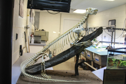 triggerednecromancer:Articulated female Komodo Dragon skeleton at the Denver Zoo. It’s a 