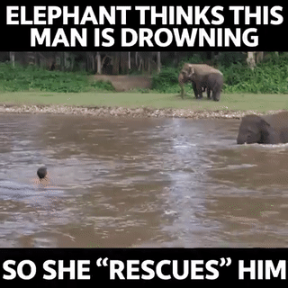 fuhrerbefiehl: deusexscientia:  sixpenceee:  Filed under reasons I love elephants. 