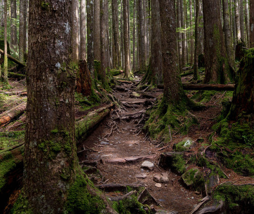 90377: Path through the woods by Jon Hathaway on Flickr.