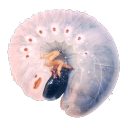 snailspng avatar