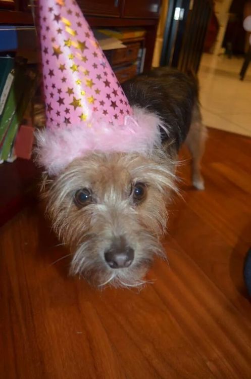It was Rhia’s first birthday today!! So happy to have this awesome pup in my life.