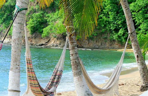 theadventurechild: Jungle/tropical blog ❁❁ tropical blog, following back everyone  ❁❁