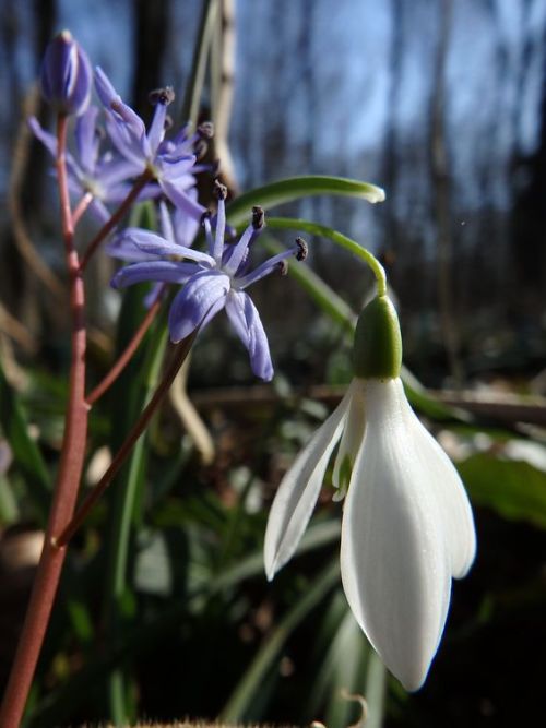 silvaris:Springtime by Marion Hartmann
