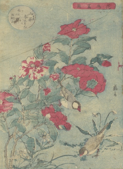 laclefdescoeurs:  Camellias, Bletia hyacinthina, Daisies and Birds, Baishun 