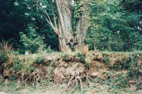 Ana Mendieta, Tree of Life, 1976