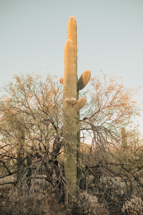 julianajohnsonphoto: Saguaro National Park Eastern DistrictTucson, ArizonaDecember 2017instagram: @j