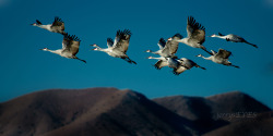 “Relic” Greater sandhill cranes (Grus canadensis) at Bosque del Apache NM. Imaged in Nov 2012, on my trip to the Colorado Plateau.  Cranes are among the oldest bird species, by fossil record, http://en.wikipedia.org/wiki/Sandhill_Crane.