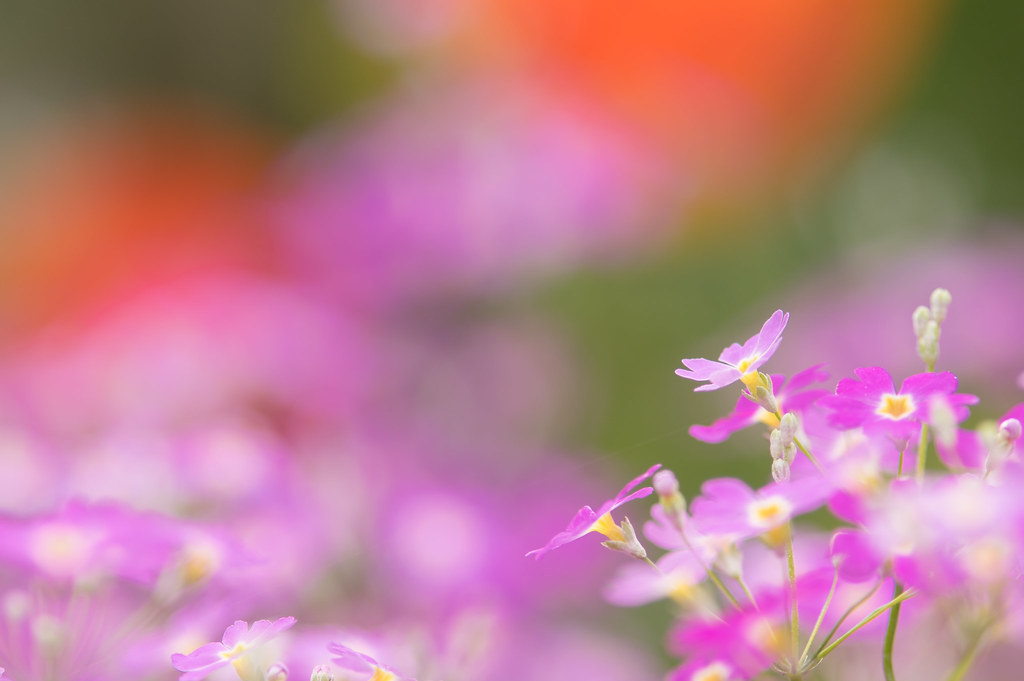 i wanna be in a flower field | Tumblr
Flower Fields Tumblr