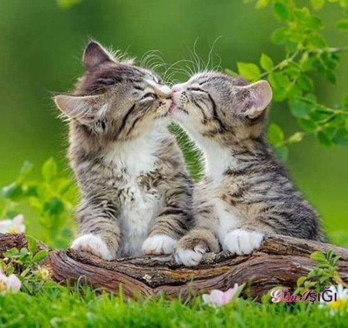 Un Bisous D'amour De Chatons