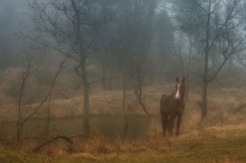 celtic-forest-faerie:{Autumn Haze} by {Corephoto1}