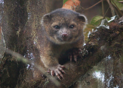 princesssparklebat:  sixpenceee:  The Olinguito