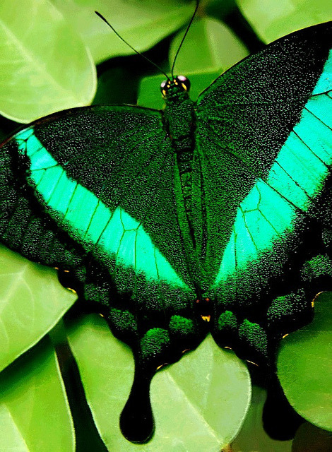 flowerling:  Emerald Swallowtail by scilit on Flickr.   