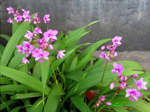  Spathoglottis plicata.Orchidaceae: Collabieae.By Lan Việt Nam. [x]