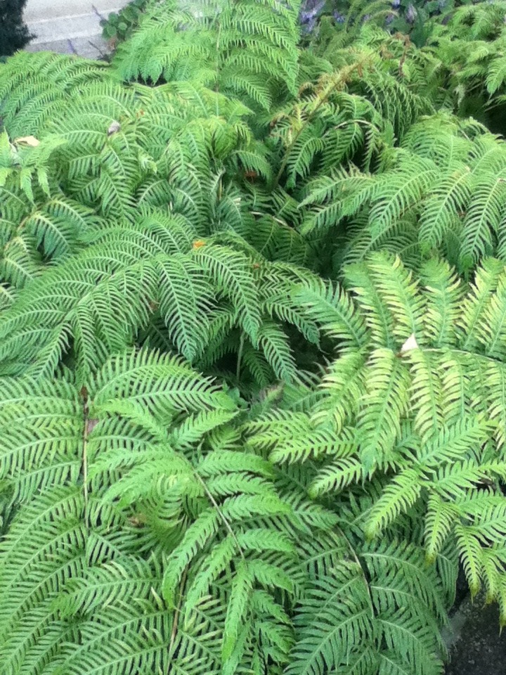 astrojpg:  ferns at the huntington botanical garden